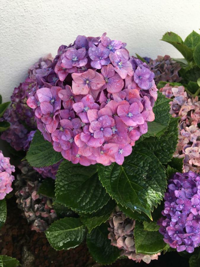 Ponta Delgada Casa Das Hortensias מראה חיצוני תמונה